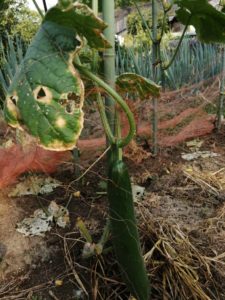 仕事と畑仕事のバランスを取るのが難しいわ