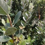 畑にて新しい果樹を発見、「フェイジョア」