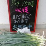 院内にて無花果とネギの無料プレゼント中