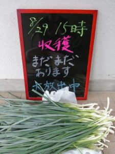 院内にて無花果とネギの無料プレゼント中