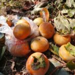 台風の動向が気になります、関東は避けてあげて