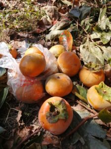 台風の動向が気になります、関東は避けてあげて