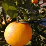 八朔の収穫をしてきました、追熟して食べるのが楽しみです