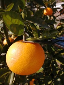 八朔の収穫をしてきました、追熟して食べるのが楽しみです