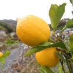 朝一番にエブリィに行って刺身用の策を購入してみた