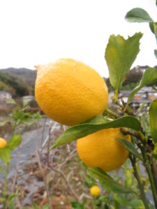 朝一番にエブリィに行って刺身用の策を購入してみた