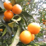 昼休憩に金柑の収穫、これが我が家で大人気で取り合いになるのよ