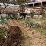 畑にて思う存分身体を動かす、野菜作りは根気と体力が要るのよ