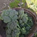 夏バテで身体が重い、野菜の世話をしてる場合じゃ無いわ
