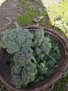 夏バテで身体が重い、野菜の世話をしてる場合じゃ無いわ