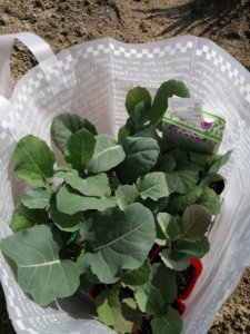 種苗店とホームセンターと畑を巡る定休日