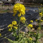 稼ぎ時の3連休なのに、今回は全く予約が入らない。では遊ぶか