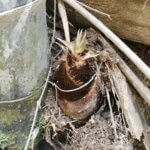 通い詰めること2週間、漸く初物の竹の子ゲットしました