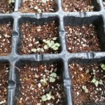 畑には現在19種類の野菜が植わってます、楽しんでます♬