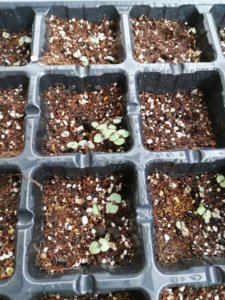 畑には現在19種類の野菜が植わってます、楽しんでます♬