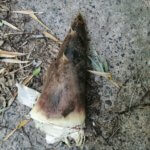 相変わらず安全な畑にいます、タケノコ今季3本目ゲット