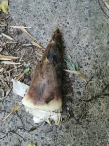 相変わらず安全な畑にいます、タケノコ今季3本目ゲット