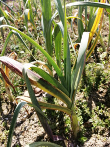 出来る仕事をしながら、農ライフを楽しんでいます