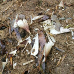 子供たちの休校が決定しました、自宅でのルールを再考しないとね