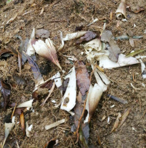 子供たちの休校が決定しました、自宅でのルールを再考しないとね