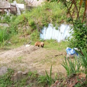 畑に侵入者が、どう対処して良いのか分からず立ち尽くす私