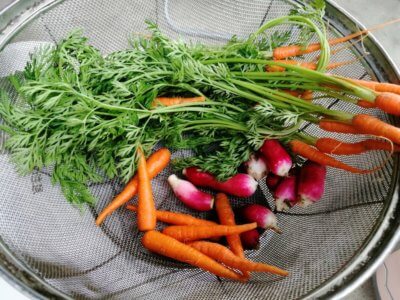 梅雨が明けないと何もできない、今年は雨が多いな