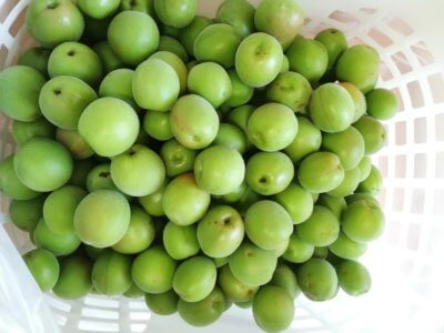 お客さんから梅を頂きました。梅酒と梅シロップにします