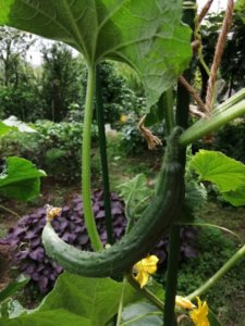 忙しくなることを見越して、早朝に畑に行っておいて良かったわ