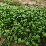 梅雨時期は野菜の成長が早くて楽しいわ、雑草も成長早いのだけど