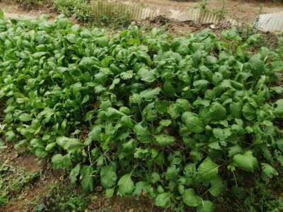 梅雨時期は野菜の成長が早くて楽しいわ、雑草も成長早いのだけど