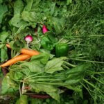 収穫物が多く、畑に行くのが楽しみな時期になってきた