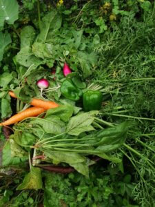 収穫物が多く、畑に行くのが楽しみな時期になってきた