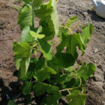 まだ6月なのに畑仕事に行くと汗が止まらない。これからが大変だ