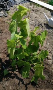 まだ6月なのに畑仕事に行くと汗が止まらない。これからが大変だ