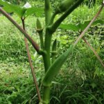 昼日中に畑仕事なんてするもんじゃないな、水分が根こそぎ奪われた