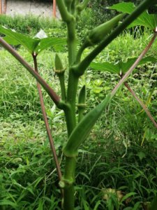 昼日中に畑仕事なんてするもんじゃないな、水分が根こそぎ奪われた