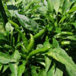 ひたすら雑草と格闘する一日|8月中には綺麗にします