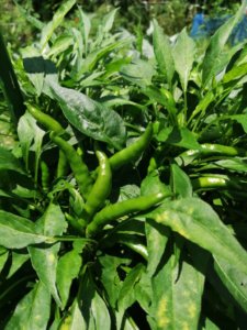 ひたすら雑草と格闘する一日｜8月中には綺麗にします