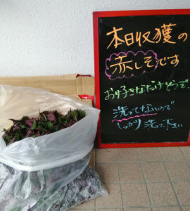 ひたすら赤紫蘇ジュース作りを行うが、大量に余ってしまった