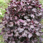 赤紫蘇の引き取り手が見つかった、「周防大島」に直送しました