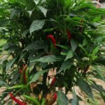 お盆も休まず営業中|ご予約をお待ちしています