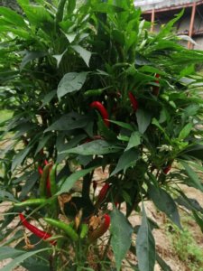 お盆も休まず営業中｜ご予約をお待ちしています