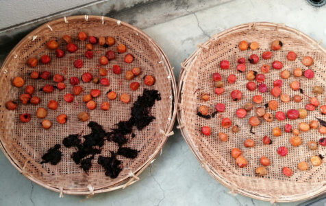 やっと梅が干せたので、本日は幸せな一日でした