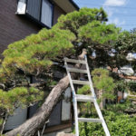 今年も松の木の剪定の時期になりました｜庭師仕事も頑張ります！