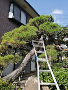 本日もこれから実家の松の木の剪定に行ってきます