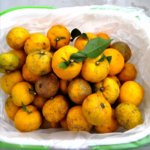 定休日は畑仕事と柚子の収穫で過ごす｜こんな休日が楽しいのよ