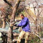 水曜定休日にひたすら果樹の剪定してました