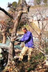 柿の木を伐採する私