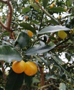 矢野町の畑で金柑（きんかん）の収穫＆剪定を行ってきました