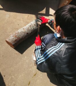 原木になめこの菌糸を打ち込む